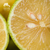 生态黄柠檬 | 合作生产*Eco-yellow lemon | Coproduction 商品缩略图2