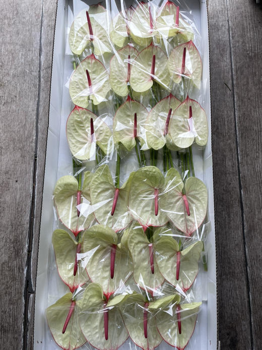 【绿光彩掌】科赛克 商品图6