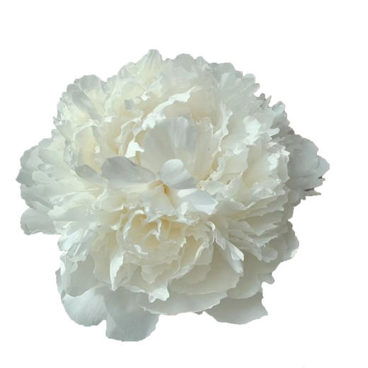 芍药（奶油碗） 商品图0