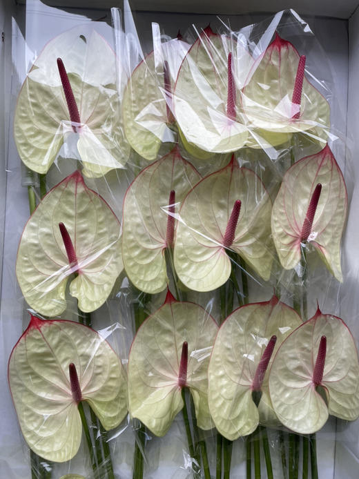 【绿光彩掌】科赛克 商品图7