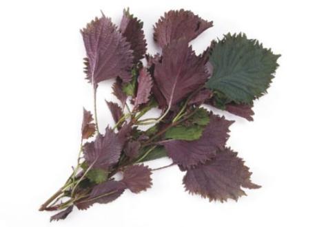 紫苏叶0.5斤 商品图0