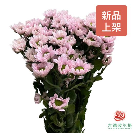 小菊-素娥粉 商品图0