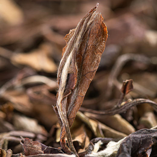 佰儒 福鼎老白茶5年陈茶叶寿眉250g*2罐 商品图4
