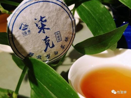 【牧童蝉柒克老白茶小饼】30粒装，又翻出一箱，仅剩50份啦，卖完再无！ 商品图0