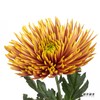 小菊 | 单头烟花菊 商品缩略图2