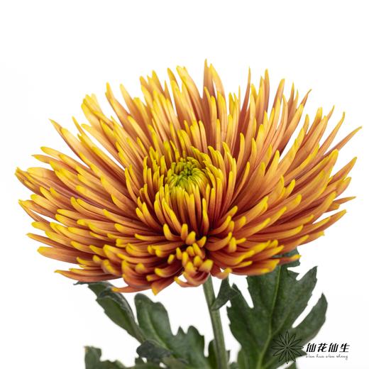 小菊 | 单头烟花菊 商品图2