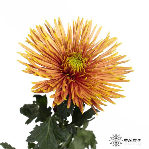 小菊 | 单头烟花菊 商品图1