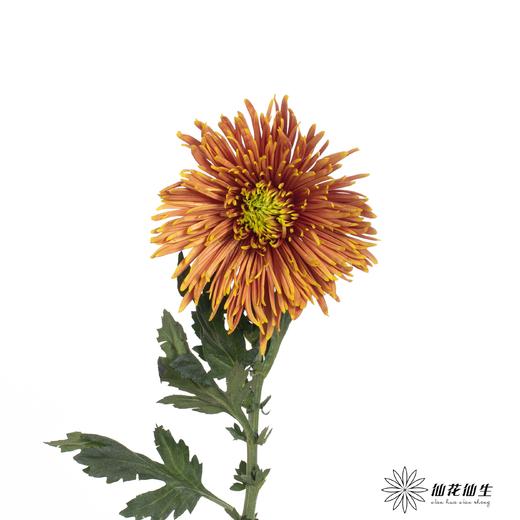 小菊 | 单头烟花菊 商品图3