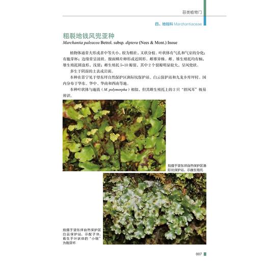 景宁苔藓植物(精)/任昭杰/许元科/赵昌高/何海荣/浙江大学出版社/图谱/图鉴/分类 商品图2