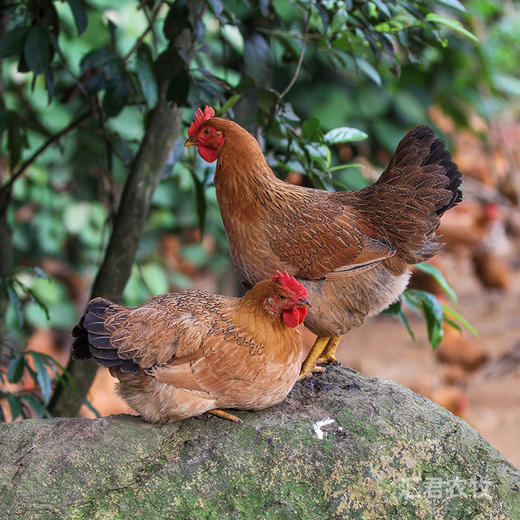 【A-005】【N】吉姑姑广西整鸡1只跑山黄油土鸡老母鸡广西十万大山放养月子鸡柴鸡新鲜现杀草鸡 商品图11