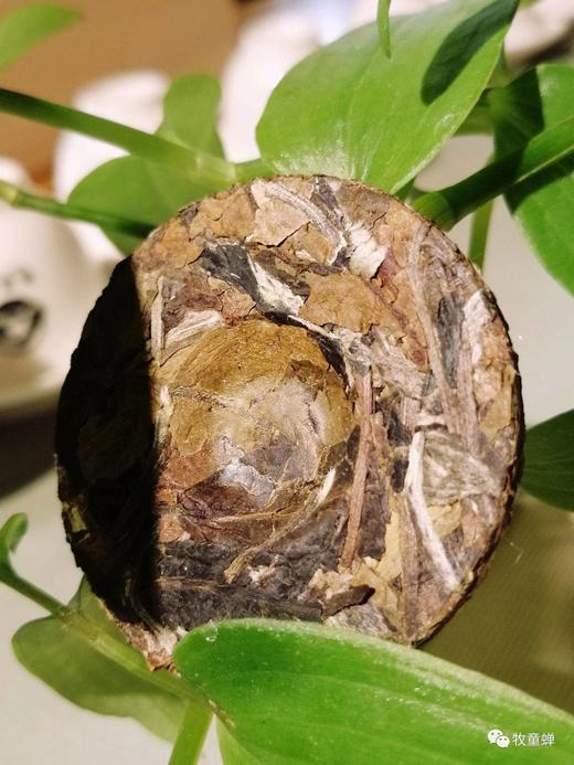 【牧童蝉柒克老白茶小饼】30粒装，又翻出一箱，仅剩50份啦，卖完再无！ 商品图9