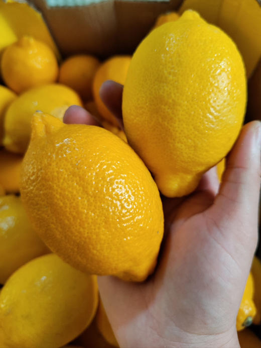 纯甜柠檬，可以无表情吃柠檬😃，200克/袋，两粒，一组三袋 商品图1