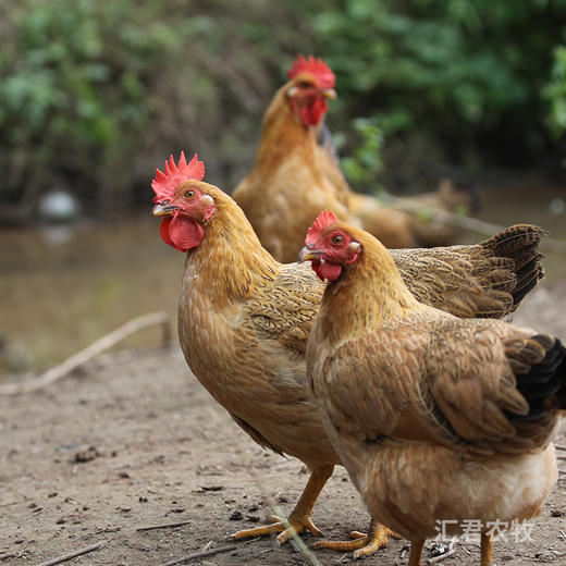 【A-005】【N】吉姑姑广西整鸡1只跑山黄油土鸡老母鸡广西十万大山放养月子鸡柴鸡新鲜现杀草鸡 商品图8