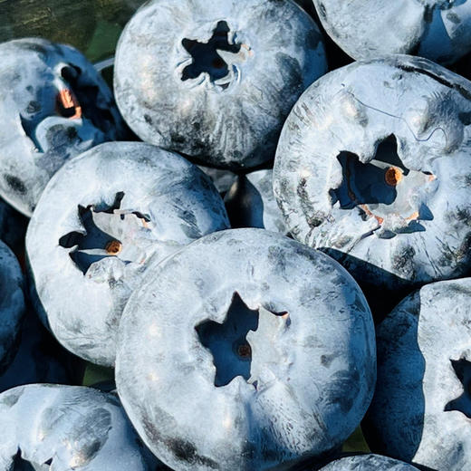 Driscoll’S宝石版至尊蓝莓王  |  一颗树上摘不到几颗，任谁看到口水 刷刷的，跟金桔差不多大小了，普通蓝莓跟他一起就是mini小可爱果粉还足足的，口感脆生生，绵糯糯，细滑滑，甜滋滋的~ 商品图3