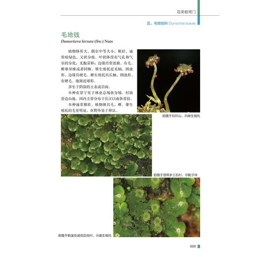 景宁苔藓植物(精)/任昭杰/许元科/赵昌高/何海荣/浙江大学出版社/图谱/图鉴/分类 商品图4