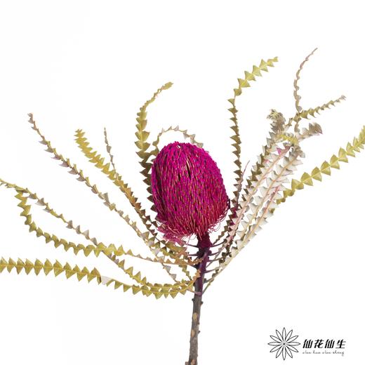 南非花材 | 班克木粉色 Dyed Pink【可能染色不均匀，有色差， 介意慎拍】
 商品图1