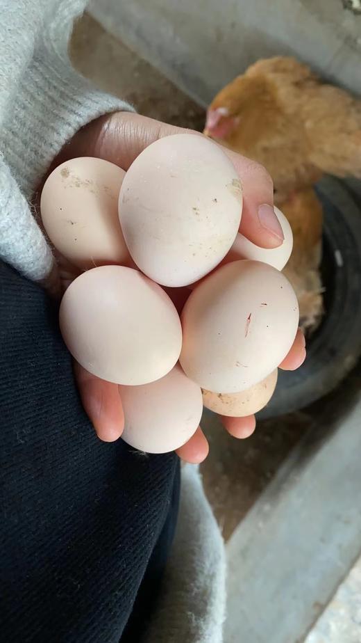 黄湖龙头山土鸡蛋  60枚/盒 家庭分享装 商品图1