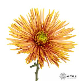 小菊 | 单头烟花菊