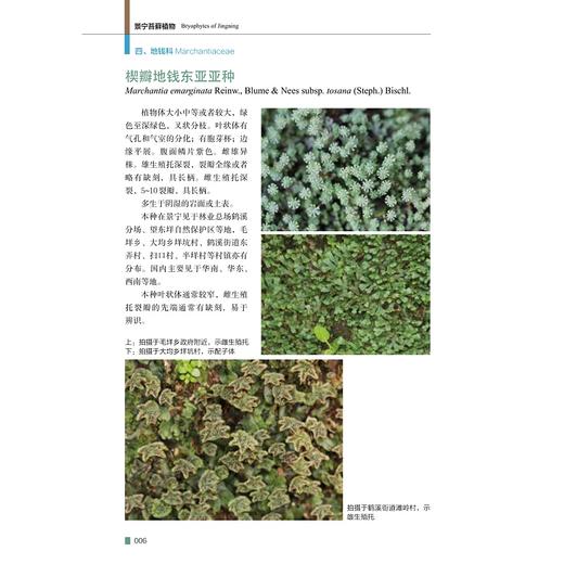 景宁苔藓植物(精)/任昭杰/许元科/赵昌高/何海荣/浙江大学出版社/图谱/图鉴/分类 商品图1