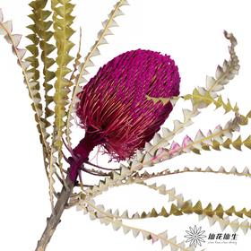 南非花材 | 班克木粉色 Dyed Pink【可能染色不均匀，有色差， 介意慎拍】
