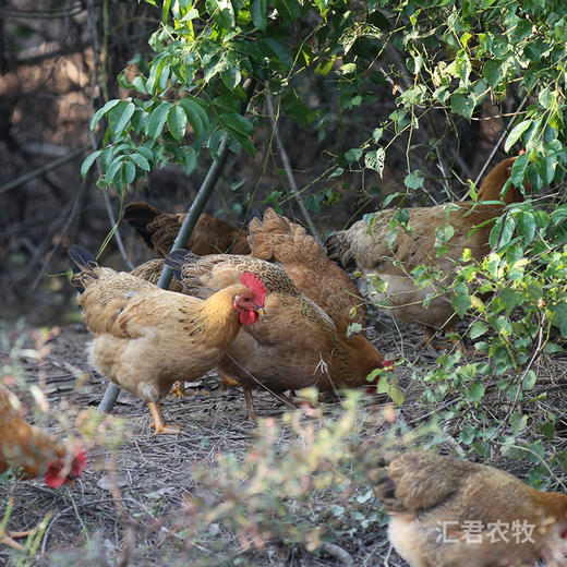 【A-005】【N】吉姑姑广西整鸡1只跑山黄油土鸡老母鸡广西十万大山放养月子鸡柴鸡新鲜现杀草鸡 商品图5