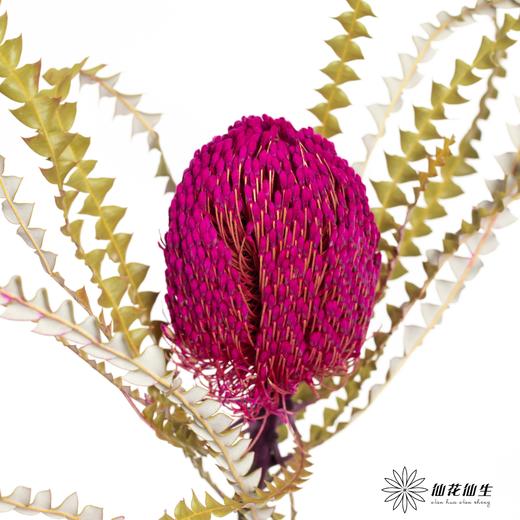 南非花材 | 班克木粉色 Dyed Pink【可能染色不均匀，有色差， 介意慎拍】
 商品图2