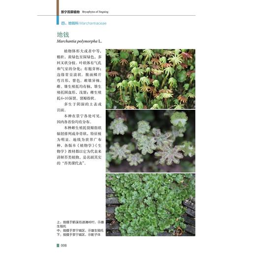 景宁苔藓植物(精)/任昭杰/许元科/赵昌高/何海荣/浙江大学出版社/图谱/图鉴/分类 商品图3