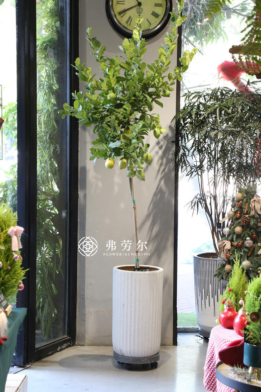 香水柠檬 商品图0