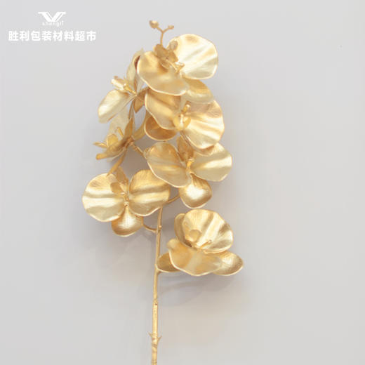 蝴蝶兰 商品图0