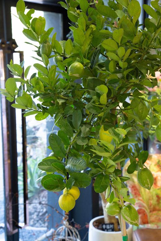 香水柠檬 商品图1