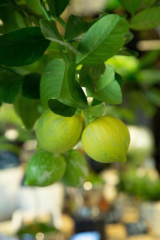 香水柠檬 商品图2