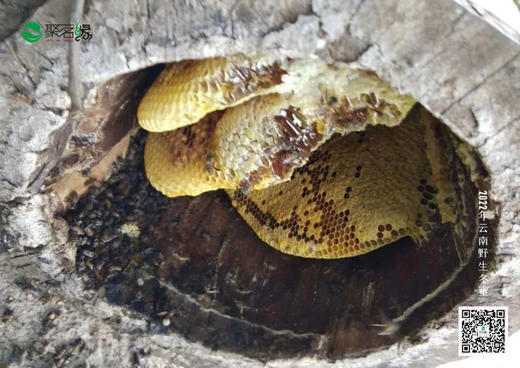 谷梁心选｜云南野生冬蜜（好蜂蜜无需多言，喝过的朋友都知道！）云南野生冬蜜，是蜂蜜中的上等蜜，好口感、好营养，好品质，值得拥有！拍一发二（12月27日统一发货） 商品图3