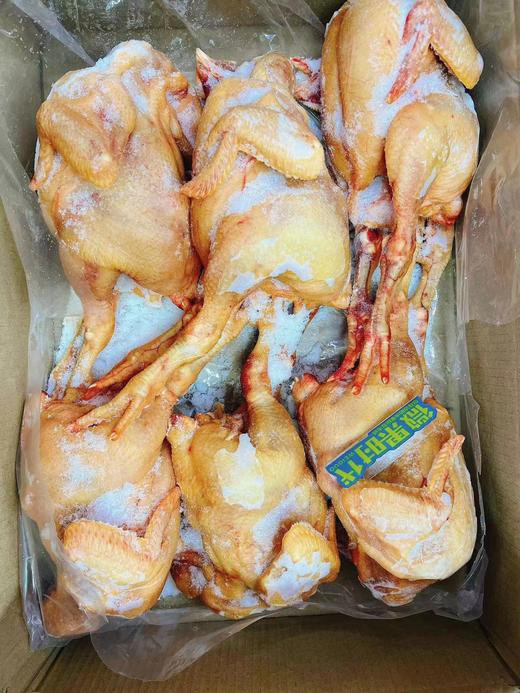 散养鸡三只（拼团） 商品图0