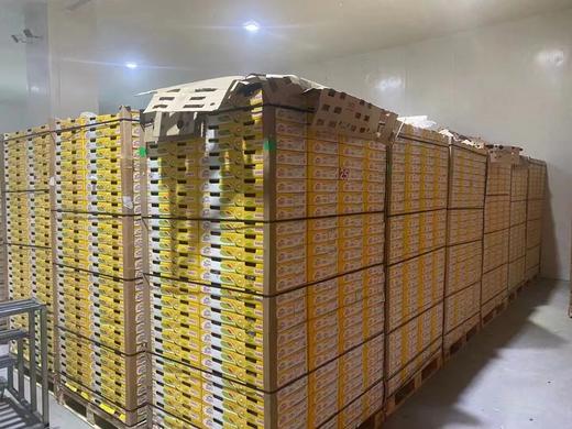 原箱礼盒22粒（146-175g)巨无霸~【新西兰🇳🇿佳沛】颗颗黄金品质，果肉细腻，甜度高，芳香四溢，1个佳沛金果相当于7个苹果的营养哟~ 商品图14