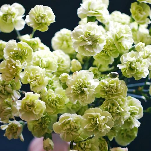 【多头康乃馨.第二份0.1元】10支/份 品种自选 商品图3