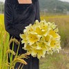 【各种百合.合集】10朵/份   买2份减10元   品种自选 商品缩略图0