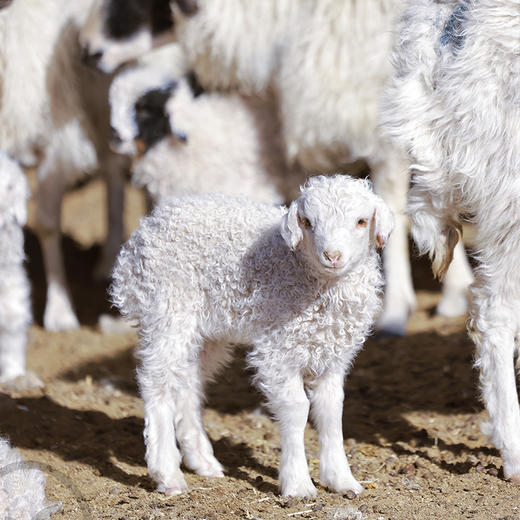 【宁夏盐池滩羊】国家地理标志性产品 精选180天乳羊羔 肉质细腻不腥膻 商品图8