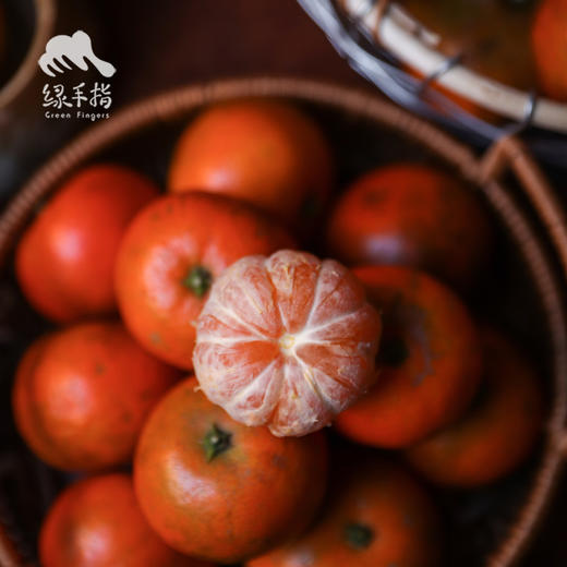 生态红橘 | 合作生产*Ecological  Red Tangerine | Coproduction 商品图4
