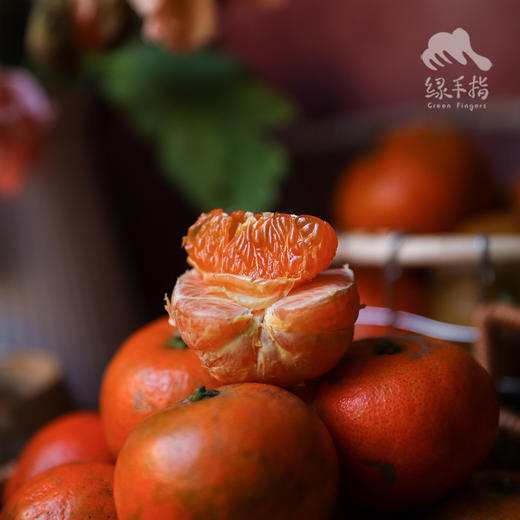 生态红橘 | 合作生产*Ecological  Red Tangerine | Coproduction 商品图2