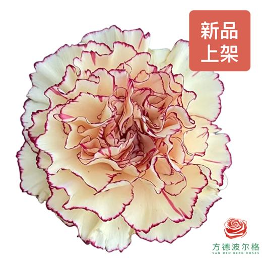 单头康乃馨-皇子10枝一扎 商品图0