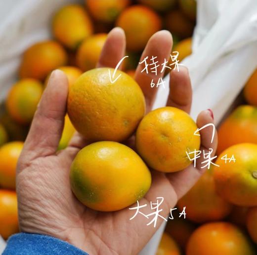 2025年新产季融安脆蜜金桔 商品图2