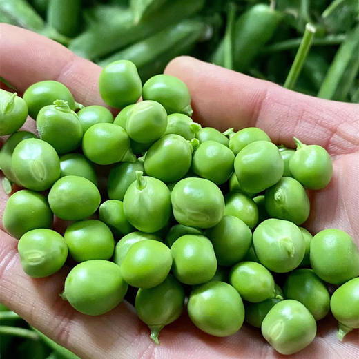 云南高原新鲜豌豆荚、农家种植、颗粒饱满、香气清新 商品图3