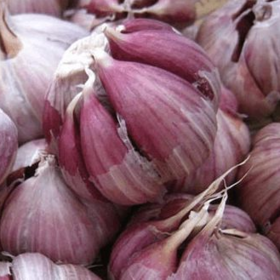 独头蒜（严选）