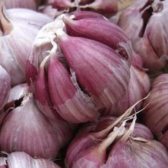 独头蒜（严选） 商品图0