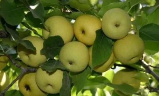 软媚子软儿梨饮料 青海民和特色果汁饮品 300ML*12瓶 易拉罐更能保持果汁原味 商品图4