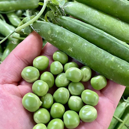 云南高原新鲜豌豆荚、农家种植、颗粒饱满、香气清新 商品图1