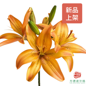 百合-皇家红橙多头 5枝一扎