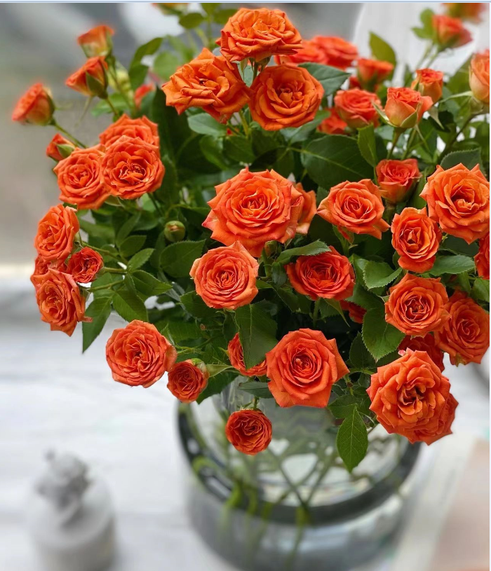 多头玫瑰（3支） 颜色随机先到先得