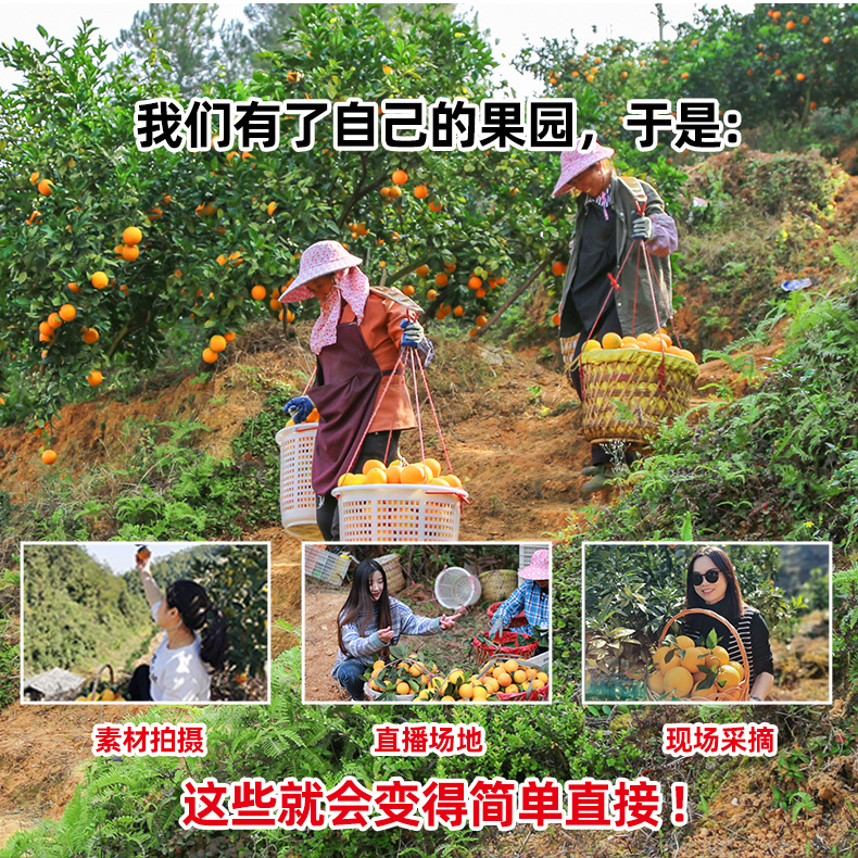 赣南脐橙详情21_03.jpg