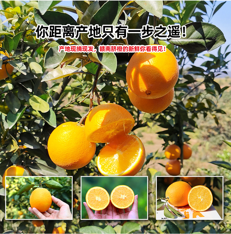 赣南脐橙详情21_06.jpg